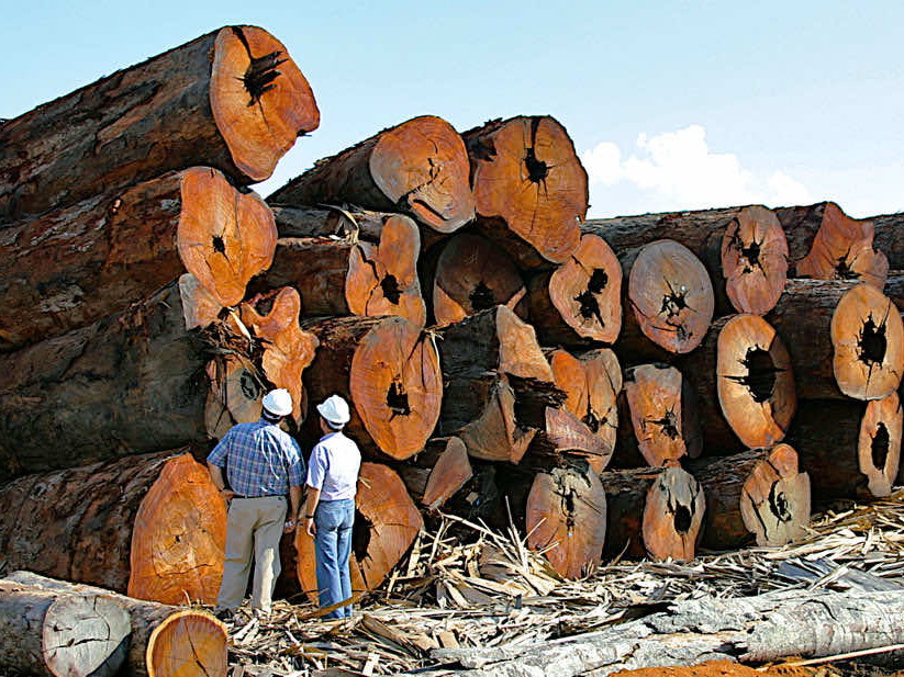 large logs ready for mill around Hamilton Township NJ